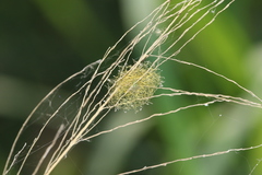 Tetragnatha squamata