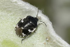 Tritomegas bicolor