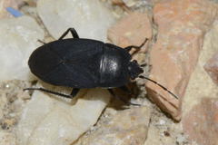 Aellopus atratus