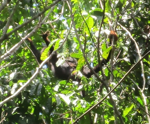 Red-handed Howler Monkey
