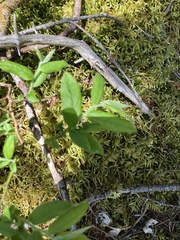 Vaccinium myrtilloides image