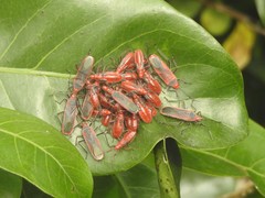 Thunbergia marginata