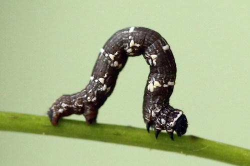 Brindled Beauty Moth
