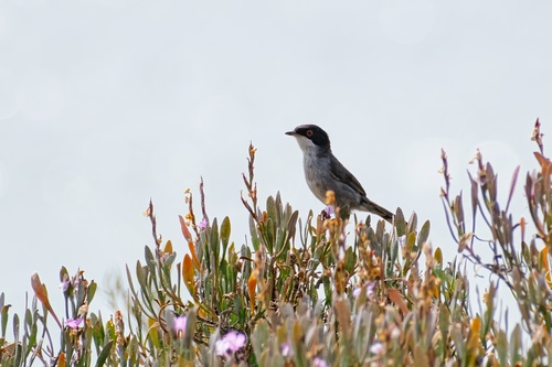 Curruca cabecinegra (Curruca melanocephala)