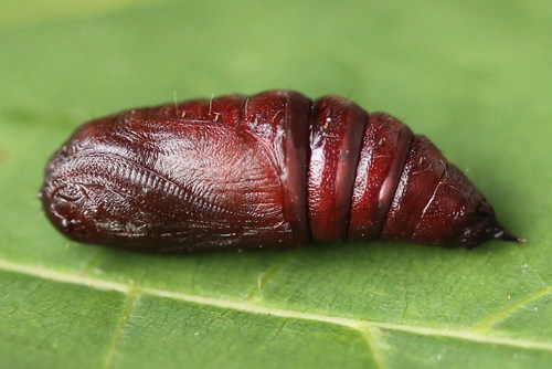 Brindled Beauty Moth