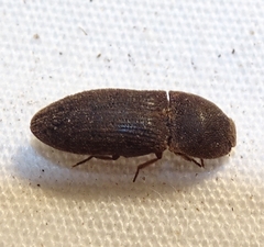 Agrypnus rectangularis