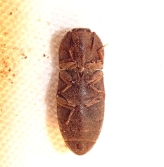 Agrypnus rectangularis
