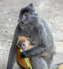 Trachypithecus cristatus