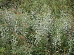 Persicaria lapathifolia lanata