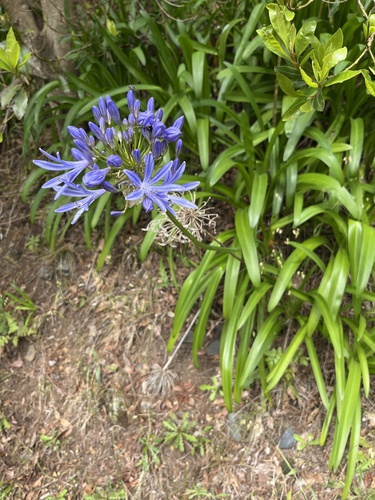 Agapanthus image