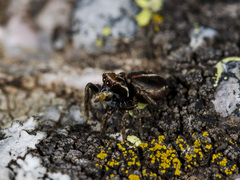 Attulus monstrabilis