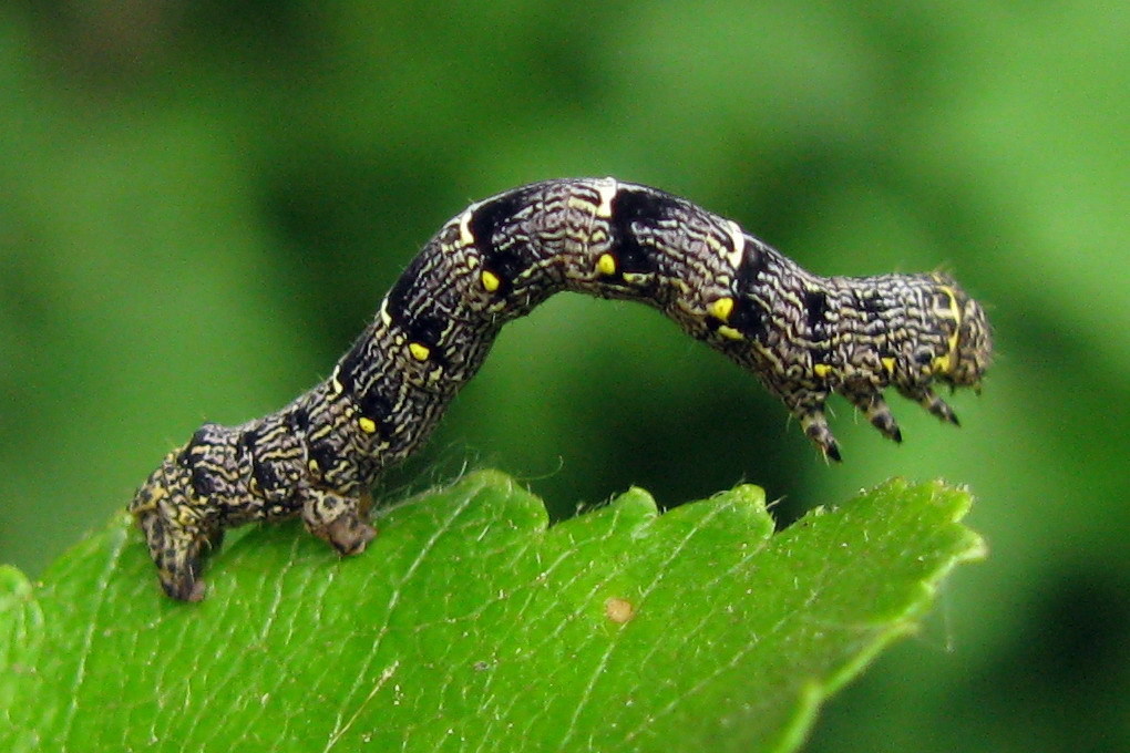 Lycia pomonaria