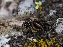 Attulus monstrabilis