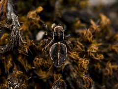 Attulus monstrabilis