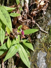 Tricyrtis
