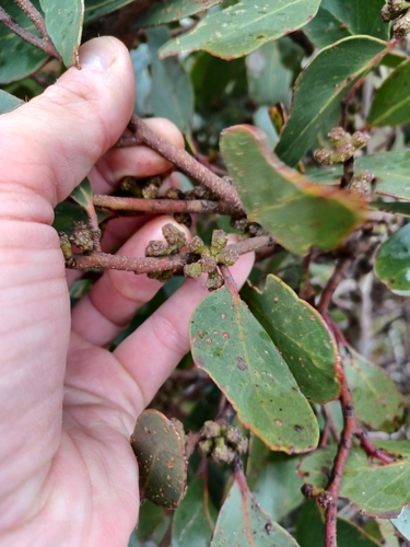 Image of Eucalyptus serraensis by (c) Peter Crowcroft, some rights reserved (CC BY)