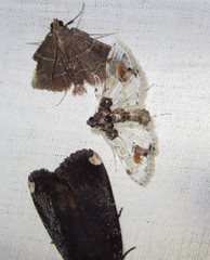 Leucinodes orbonalis