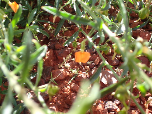 Image of Pigea aurantiaca by (c) Hugo Innes, some rights reserved (CC BY)