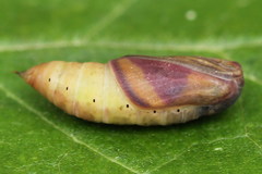 Lythria cruentaria