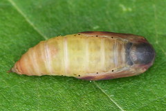 Lythria cruentaria