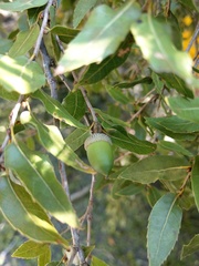 Quercus tarokoensis