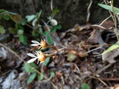 Anoectochilus formosanus