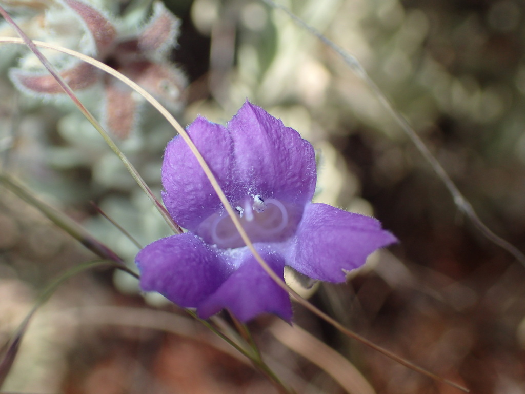 Eremophila capricornica (Eremophila capricornica)