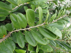 Diospyros ferrea