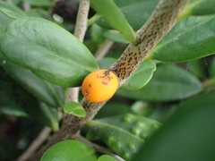 Diospyros ferrea