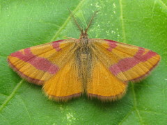 Lythria cruentaria
