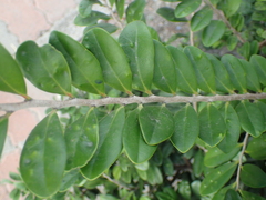 Diospyros ferrea