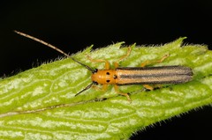 Oberea tripunctata