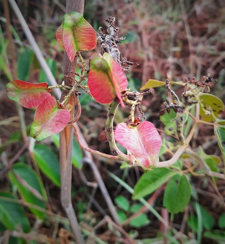 Serjania reticulata