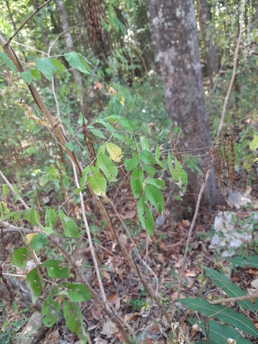 Indigofera ormocarpoides image