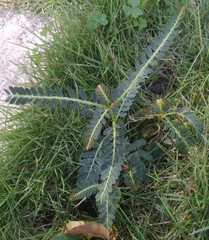 Phyllanthus urinaria hookeri