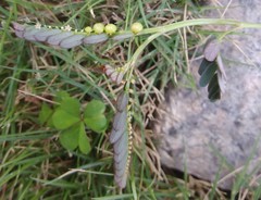 Phyllanthus urinaria hookeri