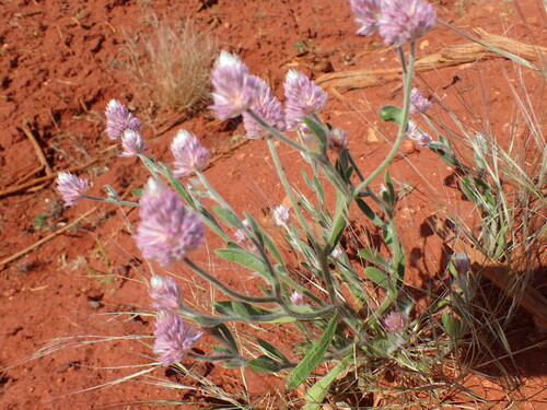 Image of Ptilotus helipteroides by (c) Hugo Innes, some rights reserved (CC BY)