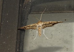 Haritalodes obliqualis