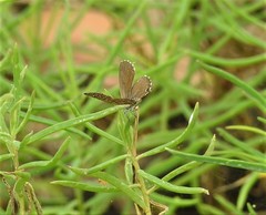 Theclinesthes sulpitius