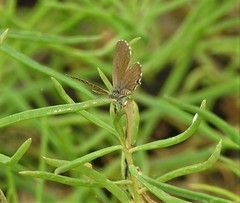 Theclinesthes sulpitius