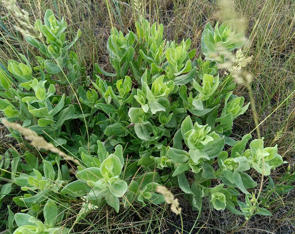 Perfoliate Baby'sbreath from Рубцовский рн, Алтайский край, Россия on