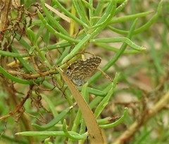 Theclinesthes sulpitius