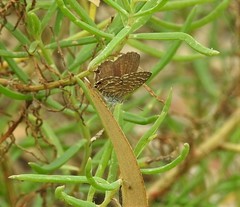 Theclinesthes sulpitius