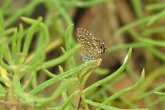 Theclinesthes sulpitius