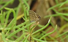 Theclinesthes sulpitius