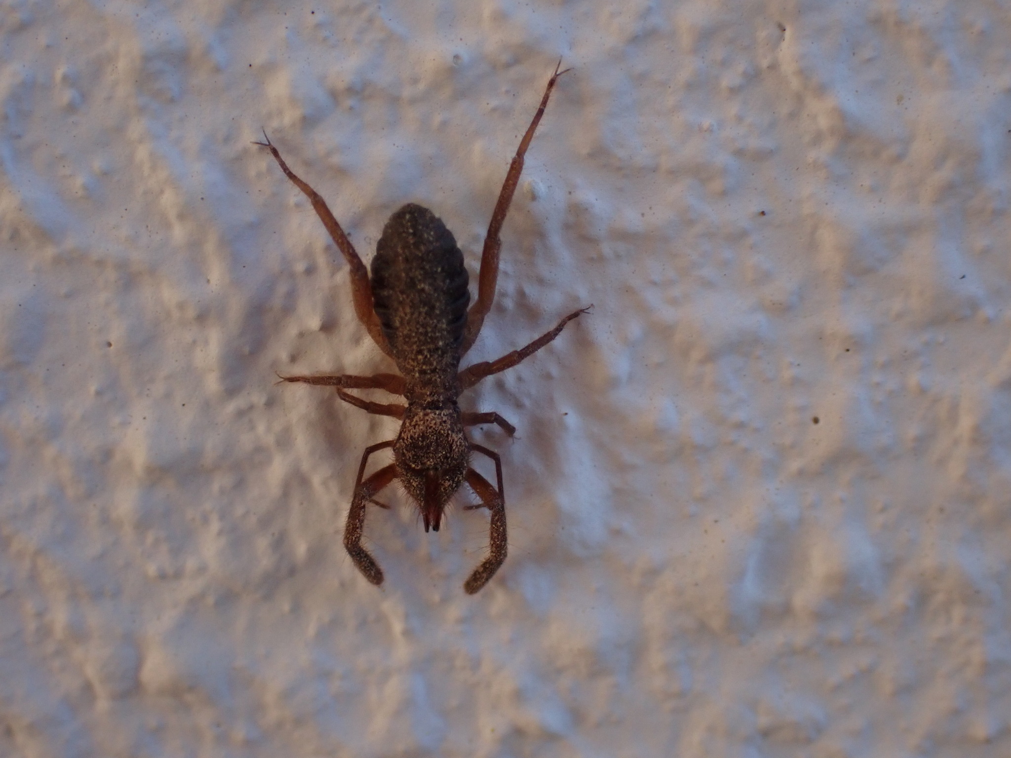 Solifugae