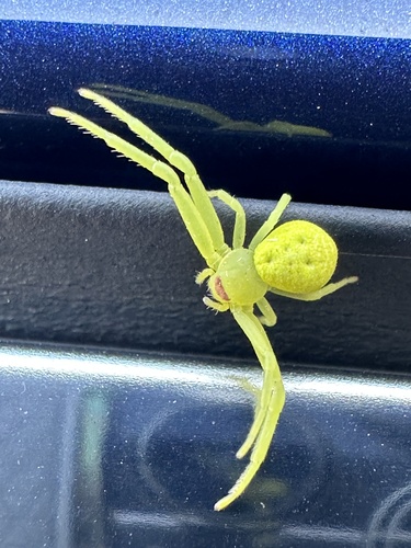 Misumessus tamiami
