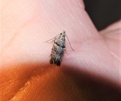 Hypatima