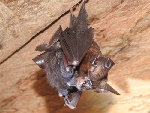 Hipposideros ridleyi