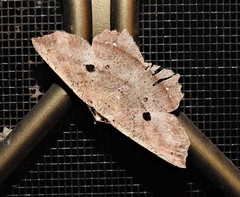 Polyacme subpulchra